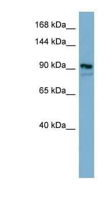 Western Blot FAM62B Antibody - BSA Free