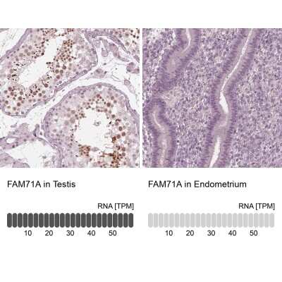Immunohistochemistry-Paraffin: FAM71A Antibody [NBP1-83516] - Staining in human testis and endometrium tissues using anti-FAM71A antibody. Corresponding FAM71A RNA-seq data are presented for the same tissues.