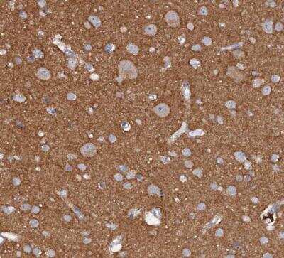 Immunohistochemistry-Paraffin: FAM73B Antibody [NBP1-86701] - Staining of human cerebral cortex shows strong positivity in neuropil.