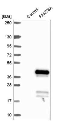 Western Blot: FAM76A Antibody [NBP1-81103] - Analysis in control (vector only transfected HEK293T lysate) and FAM76A over-expression lysate (Co-expressed with a C-terminal myc-DDK tag (3.1 kDa) in mammalian HEK293T cells).