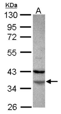 Western Blot: FAM76A Antibody [NBP2-16421] - Sample (30 ug of whole cell lysate) A: U87-MG 10% SDS PAGE gel, diluted at 1:1000.