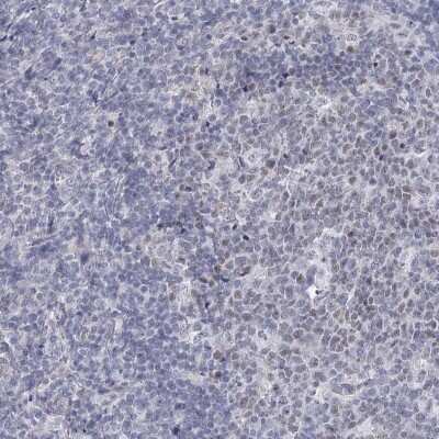 Immunohistochemistry-Paraffin FAM76B Antibody - BSA Free