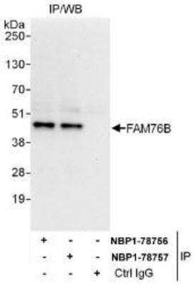 Immunoprecipitation: FAM76B Antibody [NBP1-78756] - Whole cell lysate (1 mg for IP, 20% of IP loaded) from HeLa cells.  Affinity purified rabbit anti-FAM76B antibody used for IP at 6 mcg/mg lysate.  FAM76B was also immunoprecipitated by rabbit anti-FAM76B antibody NBP1-78757 which recognizes a downstream epitope.