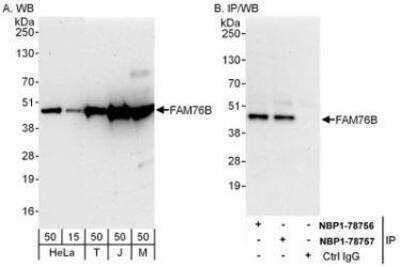 Western Blot FAM76B Antibody - BSA Free