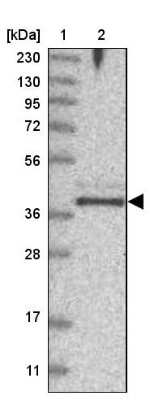 Western Blot FAM76B Antibody - BSA Free