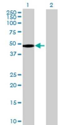 Western Blot: FAM80A Antibody [H00284716-B01P] - Analysis of FAM80A expression in transfected 293T cell line by FAM80A polyclonal antibody.  Lane 1: FAM80A transfected lysate(38.5 KDa). Lane 2: Non-transfected lysate.