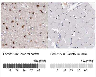 Immunohistochemistry-Paraffin: FAM81A Antibody [NBP2-33295] - Analysis in human cerebral cortex and skeletal muscle tissues using Anti-FAM81A antibody. Corresponding FAM81A RNA-seq data are presented for the same tissues.