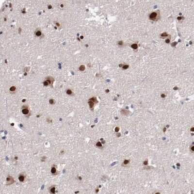 Immunohistochemistry-Paraffin: FAM81A Antibody [NBP2-33295] - Staining of human cerebral cortex shows high expression.