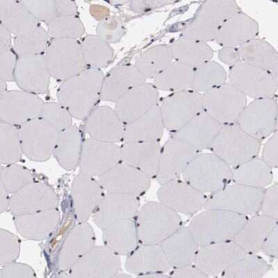 Immunohistochemistry-Paraffin: FAM81A Antibody [NBP2-33295] - Staining of human skeletal muscle shows low expression as expected.