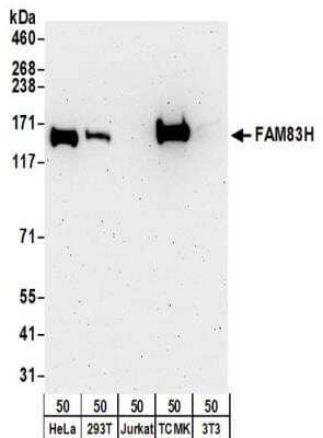 Western Blot: FAM83H Antibody [NBP2-32219] - Samples:  Whole cell lysate (50 ug) from HeLa, 293T, Jurkat, mouse TCMK-1, and mouse NIH3T3 cells. Antibodies:  Affinity purified rabbit anti-FAM83H antibody NBP2-32219 used for WB at 0.1 ug/ml.  Detection: Chemiluminescence with an exposure time of 3 minutes.