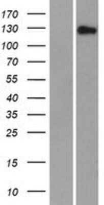 Western Blot: FAM83H Overexpression Lysate (Adult Normal) [NBP2-04696] Left-Empty vector transfected control cell lysate (HEK293 cell lysate); Right -Over-expression Lysate for FAM83H.