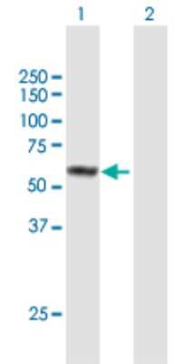 Western Blot: FAM90A1 Antibody [H00055138-B01P] - Analysis of FAM90A1 expression in transfected 293T cell line by FAM90A1 polyclonal antibody.  Lane 1: FAM90A1 transfected lysate(51.04 KDa). Lane 2: Non-transfected lysate.