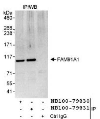 Immunoprecipitation: FAM91A1 Antibody [NB100-79830] - Detection of Human FAM91A1 by Western Blot of  Immunoprecipitates. Samples: Whole cell lysate (1 mg for IP,  20% of IP loaded) from HeLa cells. Antibodies: Affinity purified  rabbit anti-FAM91A1 antibody NB100-79830 used for IP at 3  mcg/mg lysate. FAM91A1 was also immunoprecipitated by  rabbit anti-FAM91A1 antibody NB100-79831, which recognizes a  downstream epitope. Detection: Chemiluminescence with an exposure  time of 3 seconds.