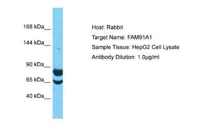 Western Blot: FAM91A1 Antibody [NBP2-87432] - Host: Rabbit. Target Name: FAM91A1. Sample Type: HepG2 Whole Cell lysates. Antibody Dilution: 1.0ug/ml