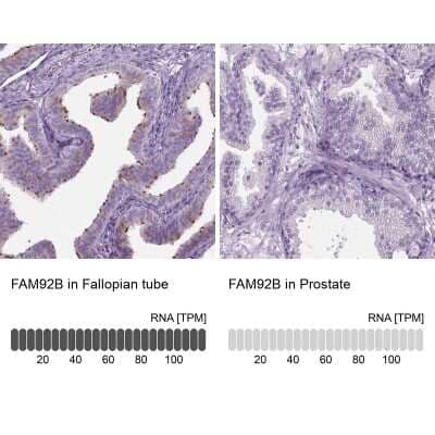 Immunohistochemistry-Paraffin FAM92B Antibody - BSA Free