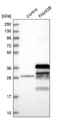 Western Blot FAM92B Antibody - BSA Free