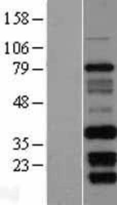 Western Blot FAM92B Overexpression Lysate