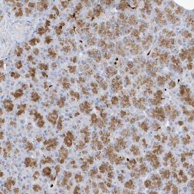 Immunohistochemistry-Paraffin: FAM98A Antibody [NBP1-85086] - Staining of human pancreas shows moderate cytoplasmic positivity in exocrine glandular cells.