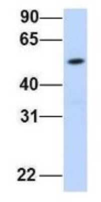 Western Blot FAM98A Antibody - BSA Free