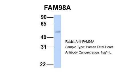 Western Blot FAM98A Antibody - BSA Free