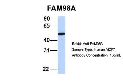 Western Blot FAM98A Antibody - BSA Free