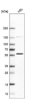 Western Blot FAM98A Antibody - BSA Free