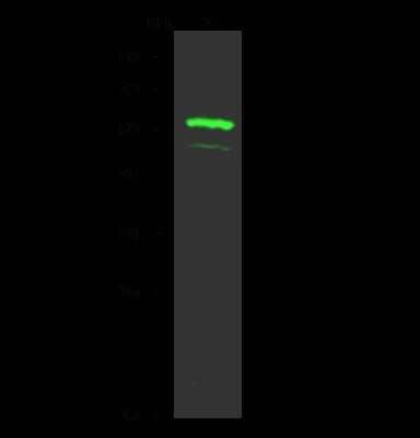 Western Blot: FAM98A Antibody [NBP2-99203] - Anti-FAM98A rabbit polyclonal antibody at 1:500 dilution. Lane A: MCF7 Whole Cell Lysate. Lysates/proteins at 30 ug per lane. Secondary Goat Anti- Rabbit  IgG H&L (Dylight 800)  at 1/10000 dilution. Developed using the Odyssey technique. Performed under reducing conditions. Predicted band size: 55 kDa. Observed band size: 55 kDa