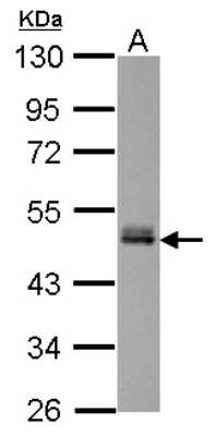 Western Blot: FAM98B Antibody [NBP2-16426] - Sample (30 ug of whole cell lysate) A: SK-N-SH 10% SDS PAGE gel, diluted at 1:1000.