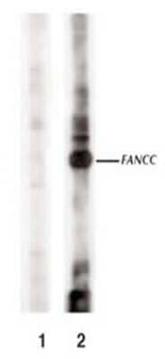 Western Blot: FANCC Antibody [NBP1-18979] - Western Blot on cells overexpressing FANCC probed with 1. pre-immune serum and 2. anti-FANCC [NBP1-18979].