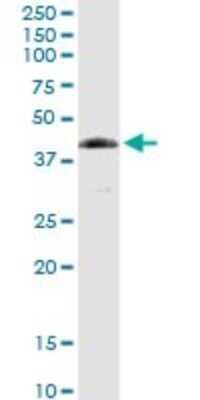 Western Blot: FANCL Antibody [H00055120-D01] - Analysis of FANCL expression in human spleen.