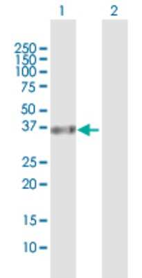 Western Blot: FANCL Antibody [H00055120-D01P] - Analysis of FANCL expression in transfected 293T cell line by FANCL polyclonal antibody.Lane 1: FANCL transfected lysate(42.90 KDa).Lane 2: Non-transfected lysate.