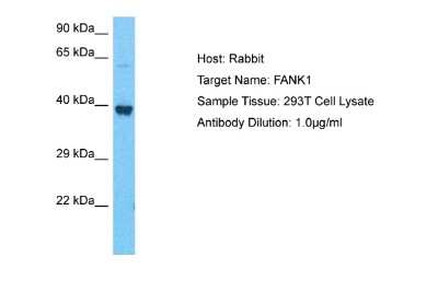 Western Blot: FANK1 Antibody [NBP2-87433] - Host: Rabbit. Target Name: FANK1. Sample Type: 293T Whole Cell. Antibody Dilution: 1.0ug/ml