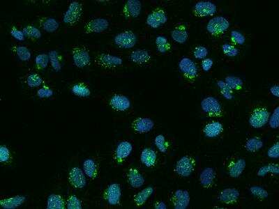 Immunocytochemistry/Immunofluorescence: FAPP2 Antibody [NBP3-06343] - Immunofluorescence staining of FAPP2 in U2OS cells. Cells were fixed with 4% PFA, permeabilzed with 0.3% Triton X-100 in PBS,blocked with 10% serum, and incubated with rabbit anti-Human FAPP2 polyclonal antibody (dilution ratio 1:200) at 4 degrees celsius overnight. Then cells were stained with the Alexa Fluor (TM) 488-conjugated Goat Anti-rabbit IgG secondary antibody (green) and counterstained with DAPI (blue).Positive staining was localized to Nucleus and Cytoplasm.