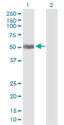 Western Blot: FAPP2 Antibody [H00084725-B01P] - Analysis of PLEKHA8 expression in transfected 293T cell line by PLEKHA8 polyclonal antibody.  Lane 1: PLEKHA8 transfected lysate(48.4 KDa). Lane 2: Non-transfected lysate.