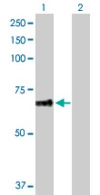 Western Blot: FAPP2 Antibody [H00084725-D01P] - Analysis of PLEKHA8 expression in transfected 293T cell line by PLEKHA8 polyclonal antibody.Lane 1: PLEKHA8 transfected lysate(49.50 KDa).Lane 2: Non-transfected lysate.