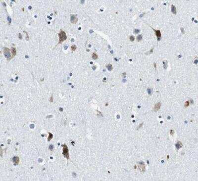 Immunohistochemistry-Paraffin: FAR2 Antibody [NBP1-90435] - Staining of human cerebral cortes shows moderate granular cytoplasmic positivity in neurons.