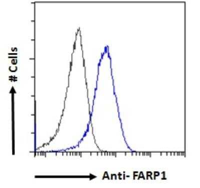 Flow Cytometry: FARP1 Antibody - Analysis of paraformaldehyde fixed HepG2 cells (blue line), permeabilized with 0.5% Triton. Primary incubation 1hr (1:50 dilution) followed by Alexa Fluor 488 secondary antibody (1 ug/ml). IgG control: Unimmunized goat IgG (black line) followed by Alexa Fluor 488 secondary antibody.