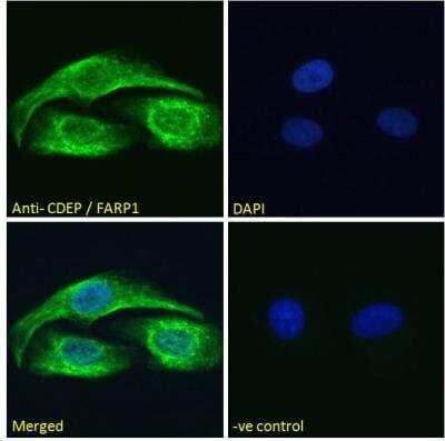 Immunofluorescence: FARP1 Antibody [NBP2-76803] - Analysis of paraformaldehyde fixed U2OS cells, permeabilized with 0.15% Triton. Primary incubation 1hr (1:50 dilution) followed by Alexa Fluor 488 secondary antibody (2 ug/ml), showing cytoplasmic staining. The nuclear stain is DAPI (blue). Negative control: Unimmunized goat IgG (10 ug/ml) followed by Alexa Fluor 488 secondary antibody (2 ug/ml).
