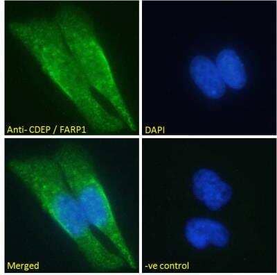 Immunofluorescence: FARP1 Antibody - Analysis of paraformaldehyde fixed HeLa cells, permeabilized with 0.15% Triton. Primary incubation 1hr (1:50 dilution) followed by Alexa Fluor 488 secondary antibody (2 ug/ml), showing cytoplasmic staining. The nuclear stain is DAPI (blue). Negative control: Unimmunized goat IgG (10 ug/ml) followed by Alexa Fluor 488 secondary antibody (2 ug/ml).