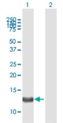 Western Blot: FARP1 Antibody [H00010160-B01P] - Analysis of FARP1 expression in transfected 293T cell line by FARP1 polyclonal antibody.  Lane 1: FARP1 transfected lysate(14.19 KDa). Lane 2: Non-transfected lysate.