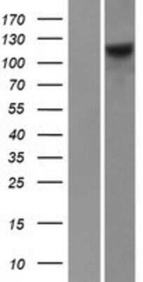 Western Blot: FARP1 Overexpression Lysate (Adult Normal) [NBP2-07707] Left-Empty vector transfected control cell lysate (HEK293 cell lysate); Right -Over-expression Lysate for FARP1.