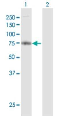 Western Blot: FARP2 Antibody [H00009855-D01P] - Analysis of FARP2 expression in transfected 293T cell line by FARP2 polyclonal antibody.Lane 1: FARP2 transfected lysate(73.30 KDa).Lane 2: Non-transfected lysate.