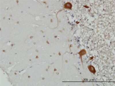 Immunohistochemistry-Paraffin: FARSB Antibody (2F11) [H00010056-M01] - Analysis of monoclonal antibody to FARSLB on formalin-fixed paraffin-embedded human cerebellum. Antibody concentration 3 ug/ml.