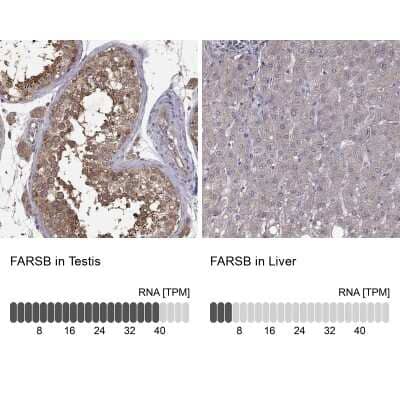 Immunohistochemistry-Paraffin: FARSB Antibody [NBP2-38917] - Staining in human testis and liver tissues using anti-FARSB antibody. Corresponding FARSB RNA-seq data are presented for the same tissues.