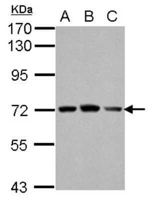 Western Blot FARSB Antibody