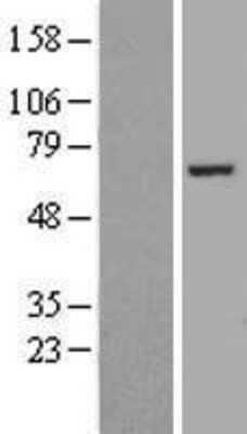 Western Blot: FASTKD2 Overexpression Lysate (Adult Normal) [NBP2-07249] Left-Empty vector transfected control cell lysate (HEK293 cell lysate); Right -Over-expression Lysate for FASTKD2.