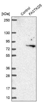Western Blot FASTKD5 Antibody - BSA Free