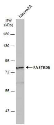 Western Blot FASTKD5 Antibody
