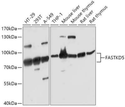 Western Blot FASTKD5 Antibody - Azide and BSA Free