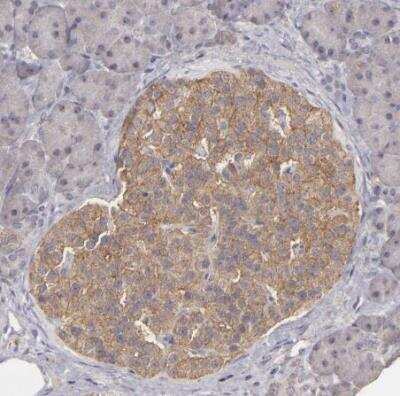 Immunohistochemistry-Paraffin: FAT1 Antibody [NBP1-84566] - Staining of human pancreas shows moderate cytoplasmic positivity in islets of langerhans.